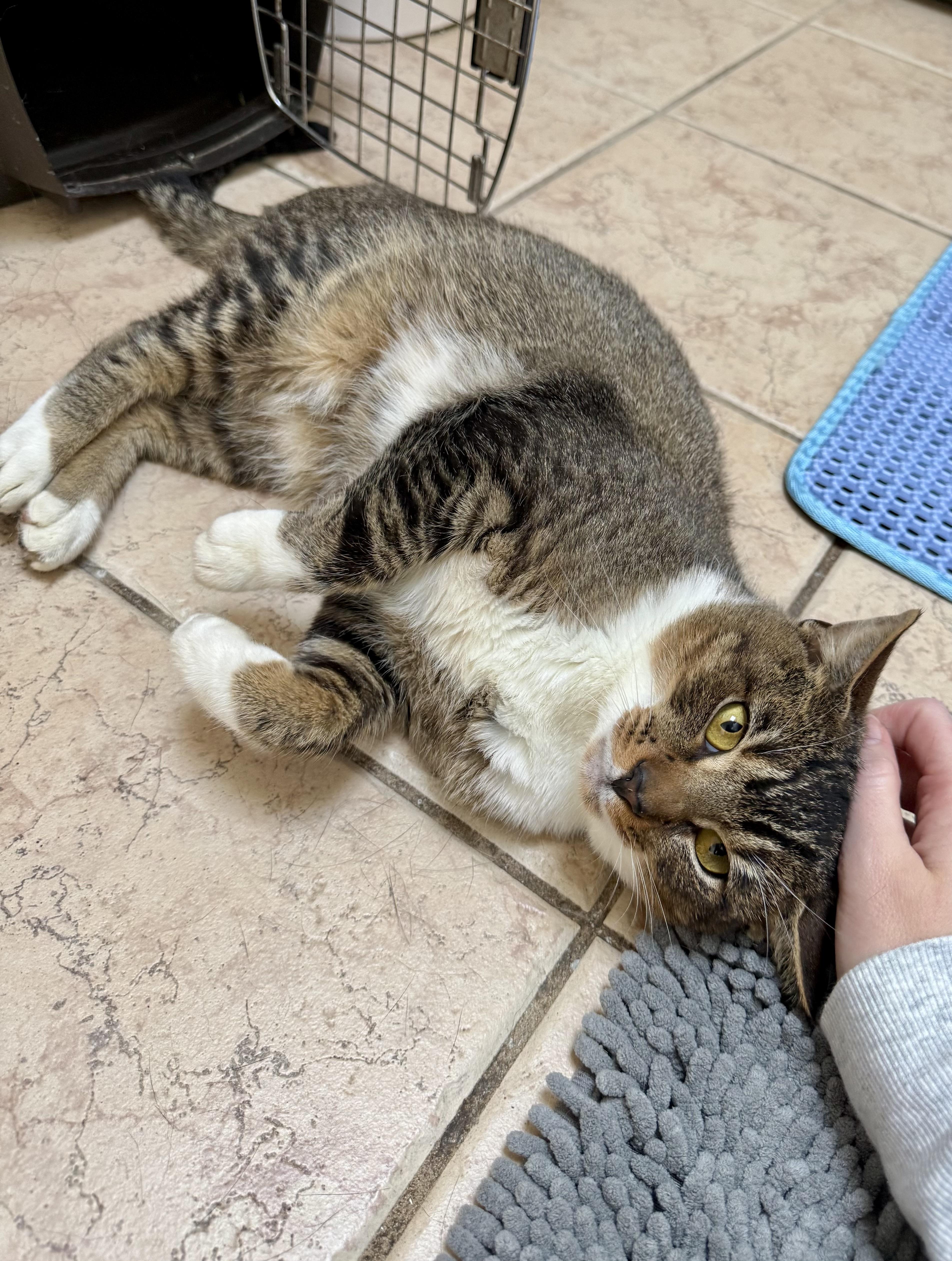 Enlarge Adrian, a Adoptable mixed breed in Andover, CT image 3/6