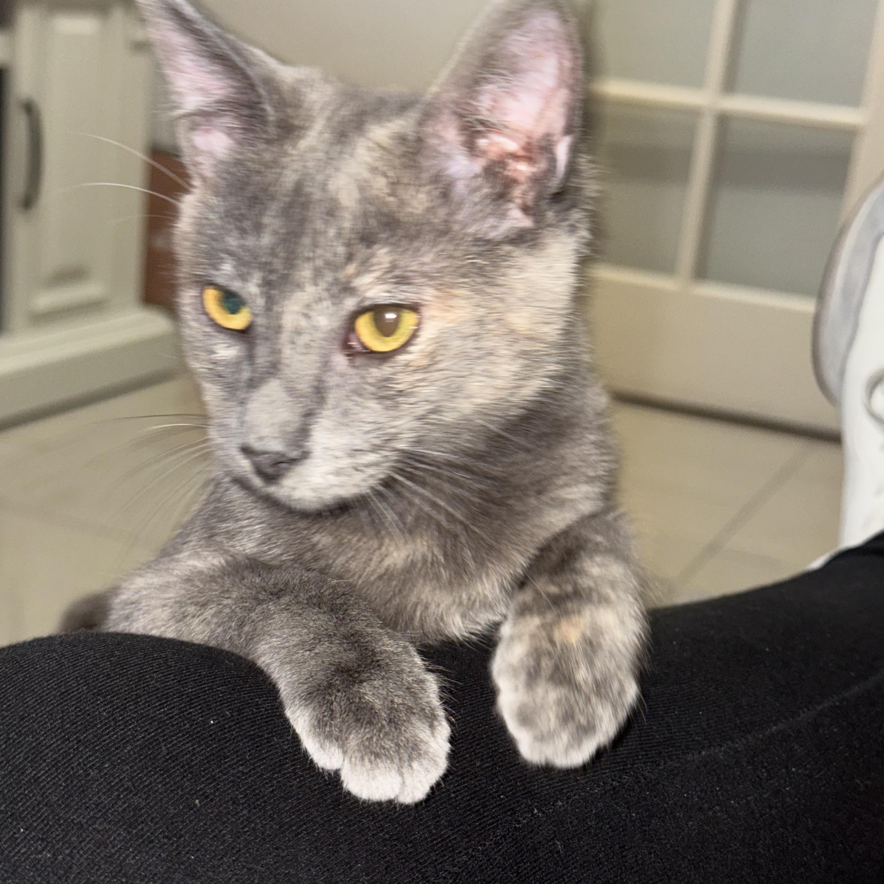 Anastasia INDOOR ONLY