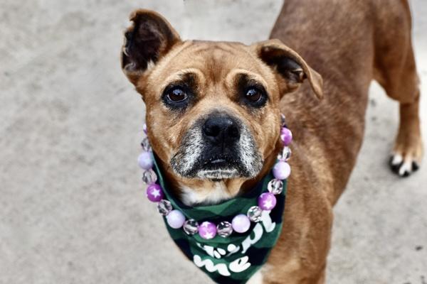 Juliet, Adoptable, Adult Female Mixed Breed.
