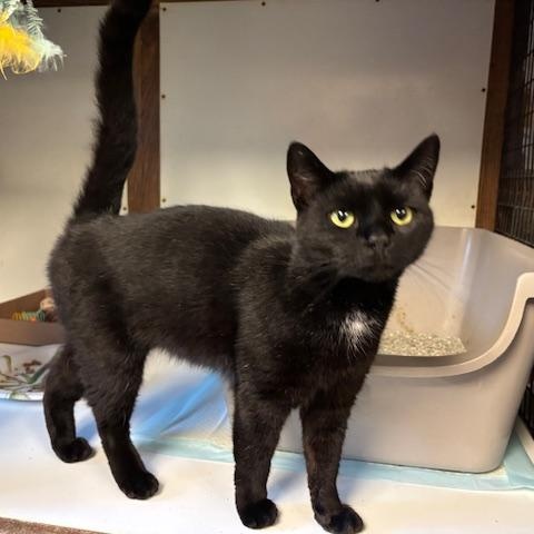 Jinx and Axel, Adoptable, Adult Male Domestic Short Hair.