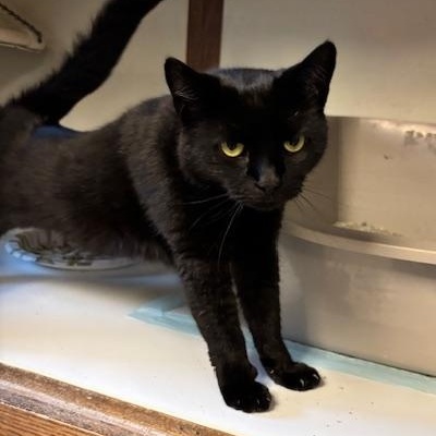 Enlarge Jinx, Billie and Axel, a Adoptable Domestic Short Hair in Braintree, MA image 3/6