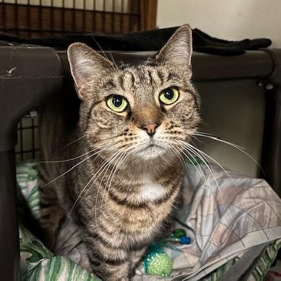 Enlarge Jinx, Billie and Axel, a Adoptable Domestic Short Hair in Braintree, MA image 1/6