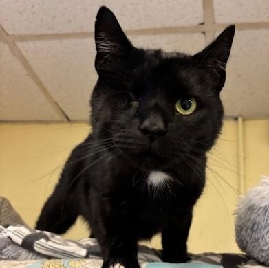 Enlarge Jinx, Billie and Axel, a Adoptable Domestic Short Hair in Braintree, MA image 4/6