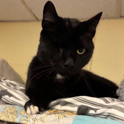Enlarge Jinx, Billie and Axel, a Adoptable Domestic Short Hair in Braintree, MA image 5/6