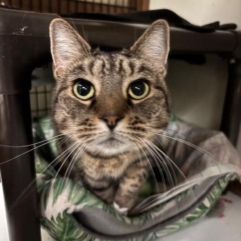Enlarge Jinx, Billie and Axel, a Adoptable Domestic Short Hair in Braintree, MA image 6/6
