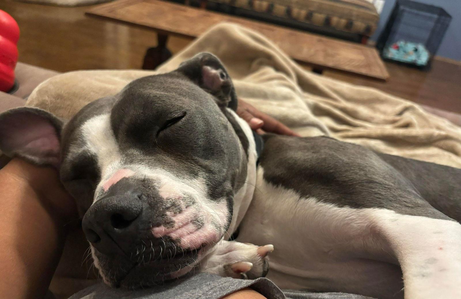 Maddie, a Adoptable Pit Bull Terrier image 1/3