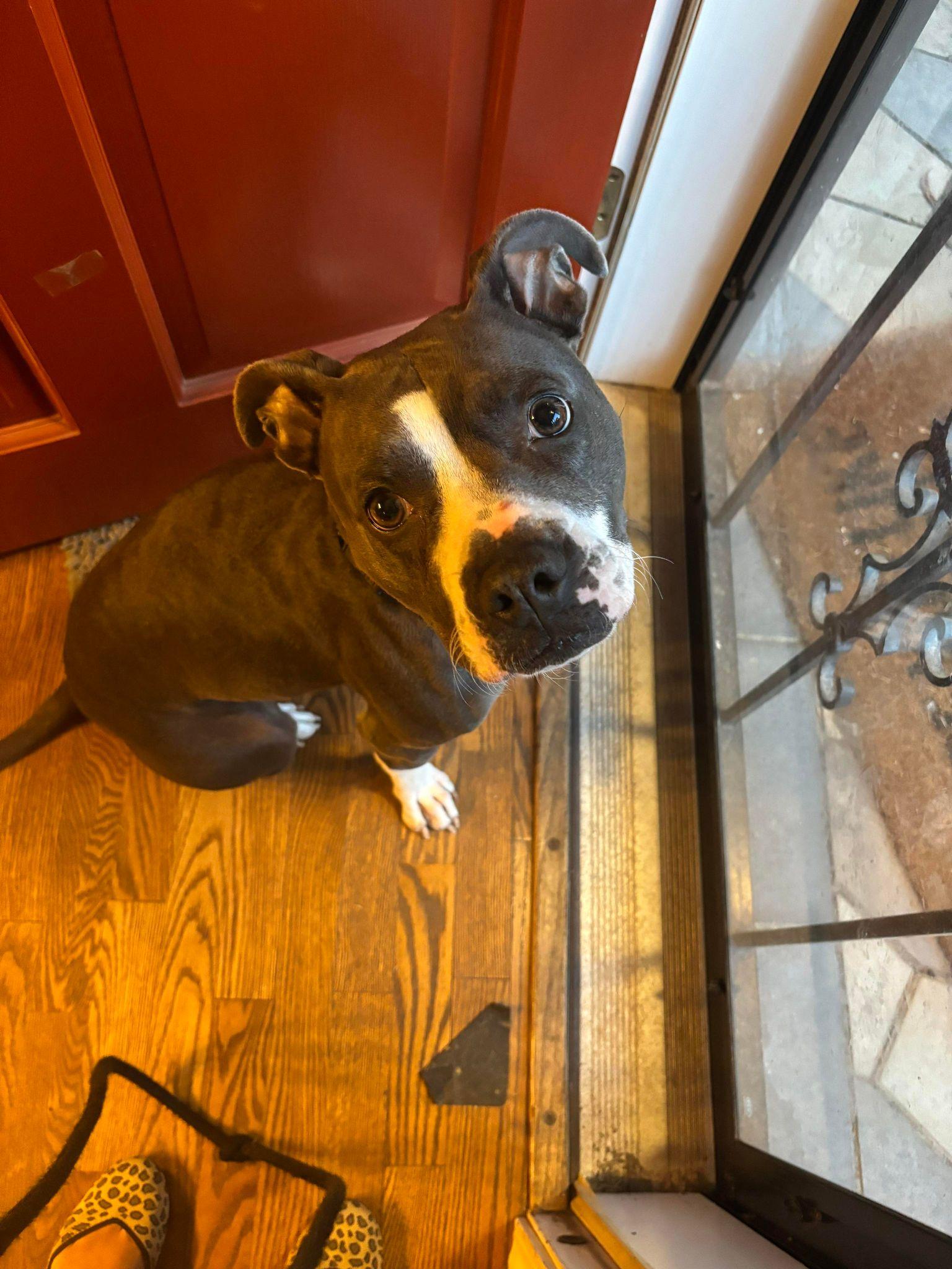 Maddie, a Adoptable Pit Bull Terrier image 2/3