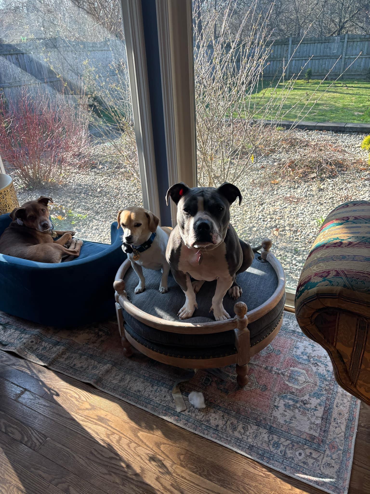 Maddie, a Adoptable Pit Bull Terrier image 3/3