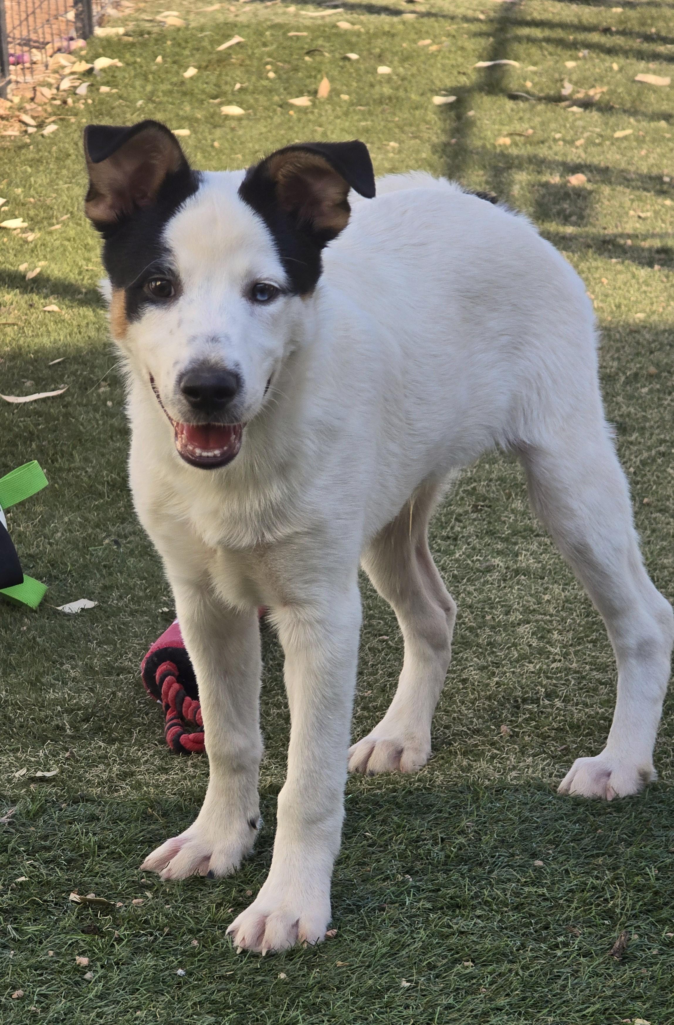 Enlarge Percival, a ADOPTABLE mixed breed in Apache Junction, AZ image 2/4