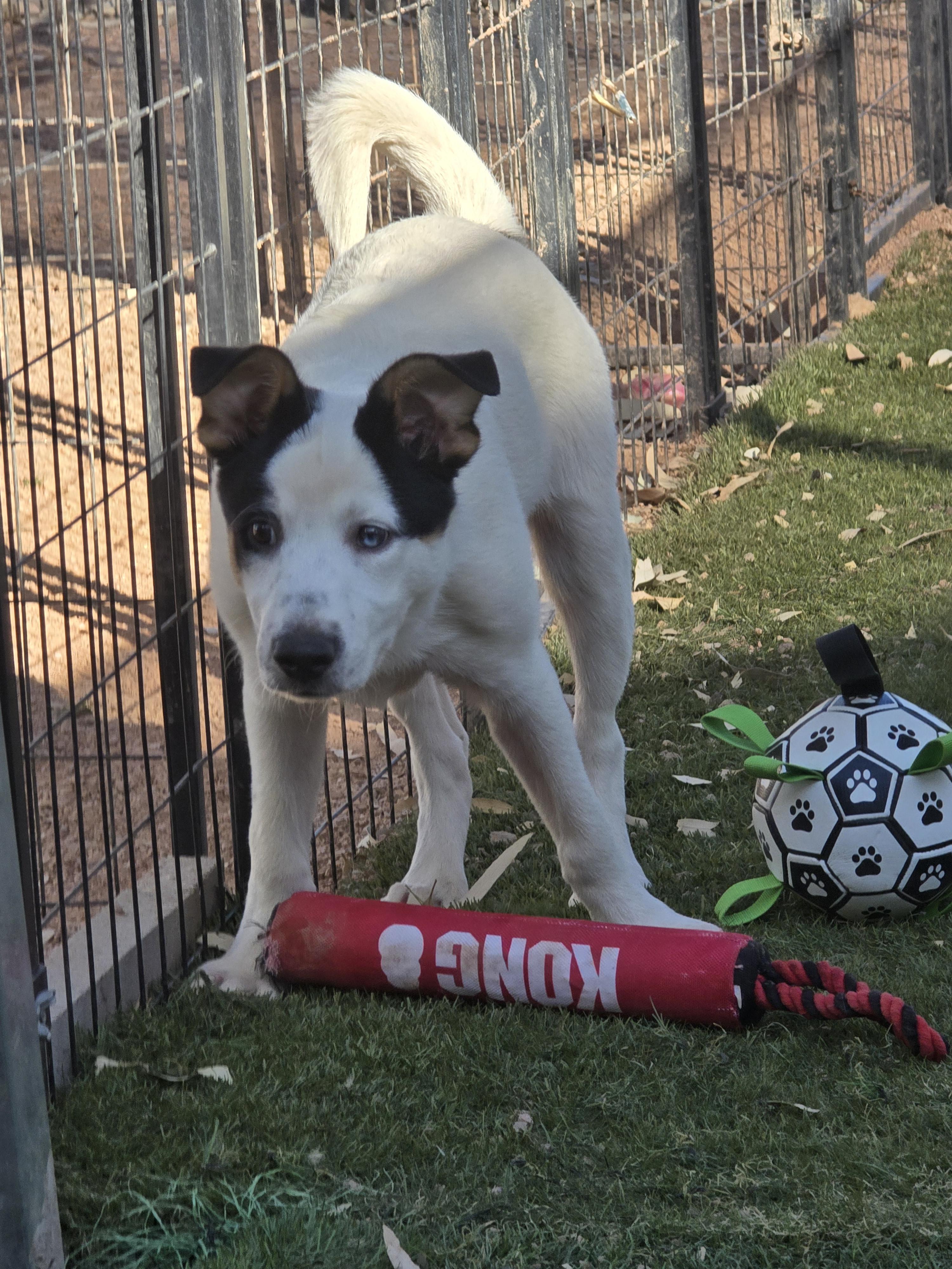 Enlarge Percival, a ADOPTABLE mixed breed in Apache Junction, AZ image 3/4