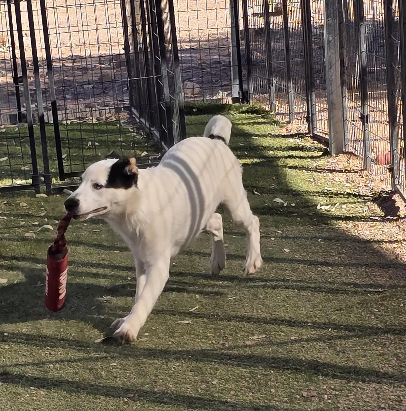 Enlarge Percival, a ADOPTABLE mixed breed in Apache Junction, AZ image 4/4