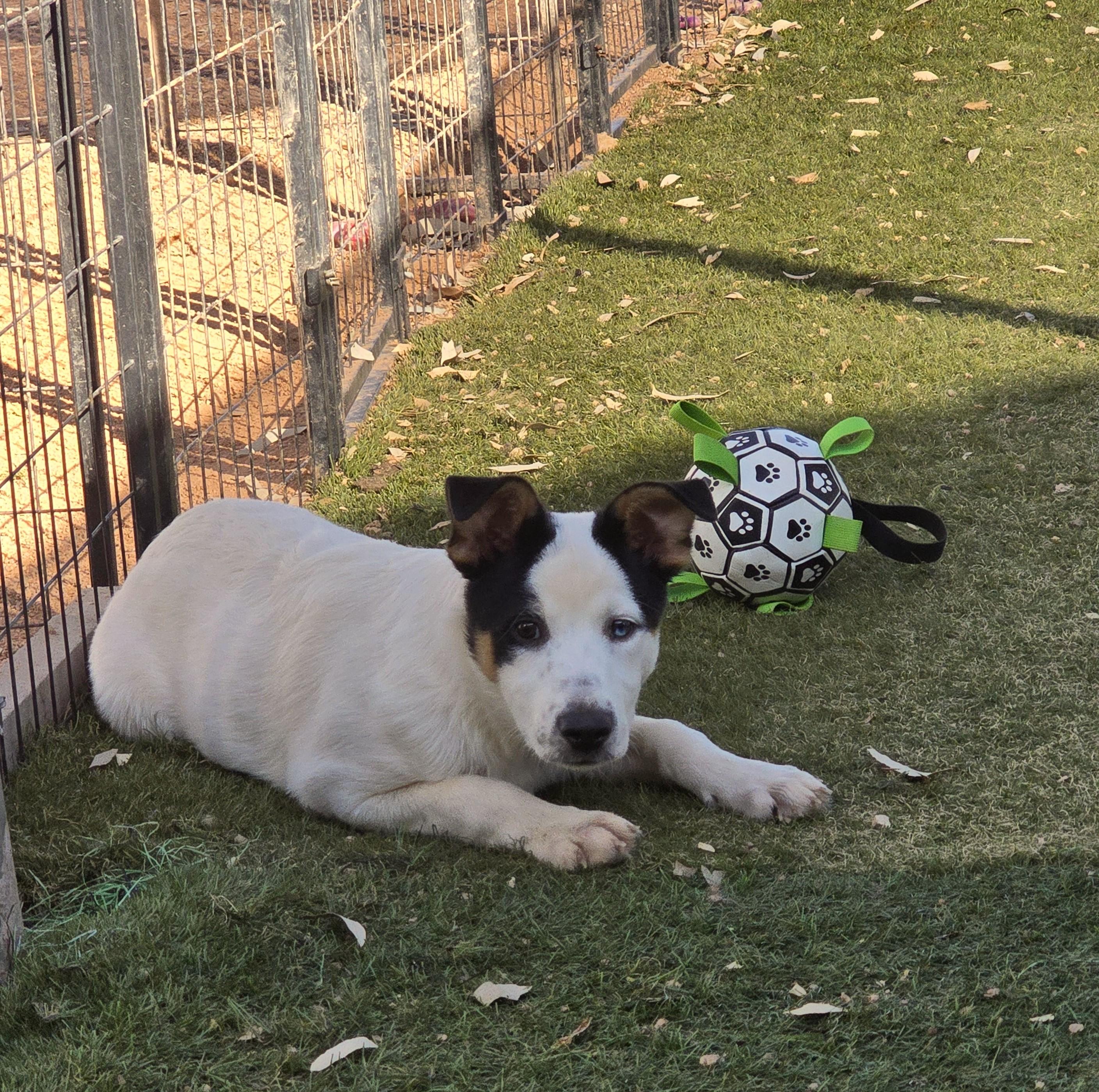 Percival, ADOPTABLE, Puppy Male Australian Cattle Dog / Blue Heeler & Border Collie.
