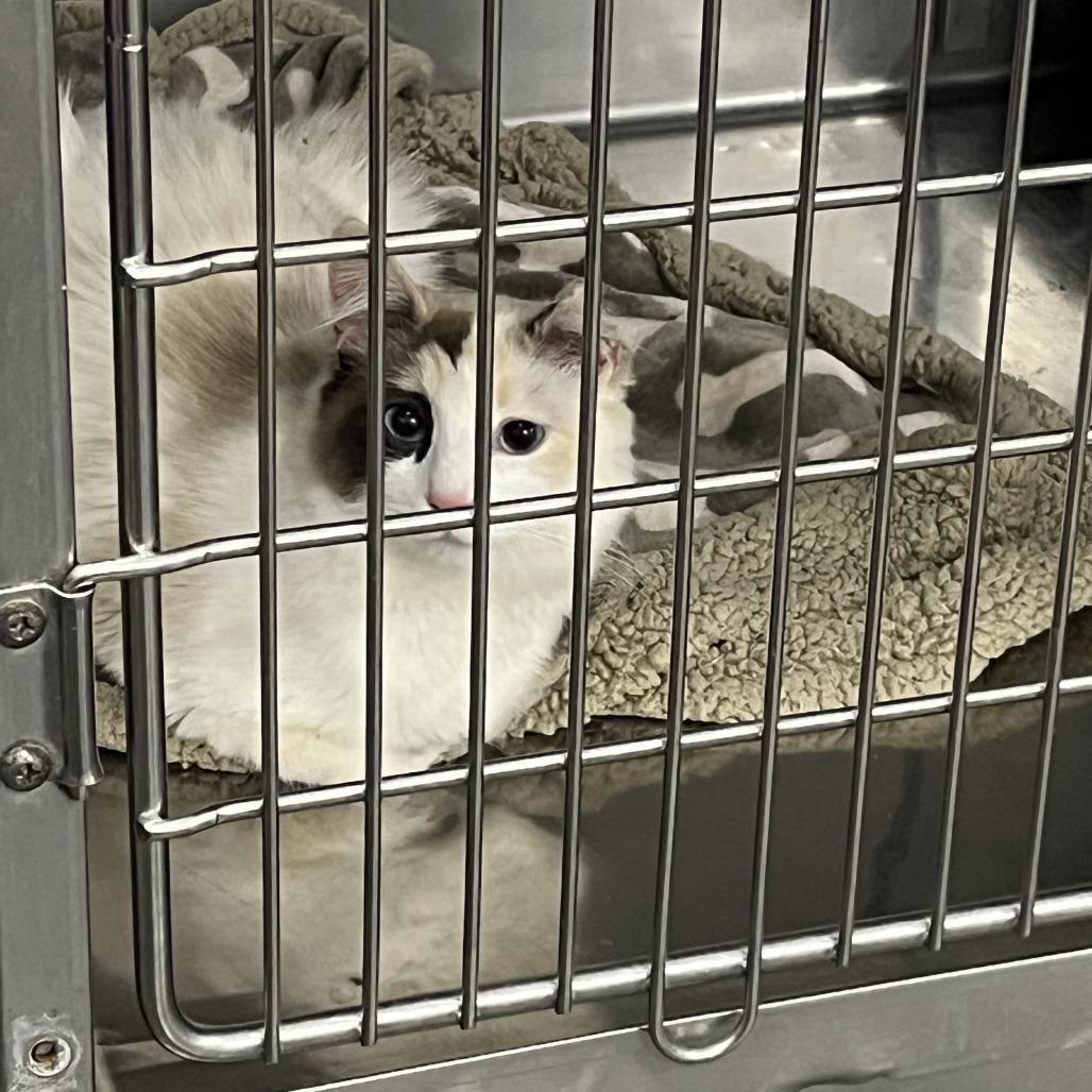 Liza — thumbnail 3