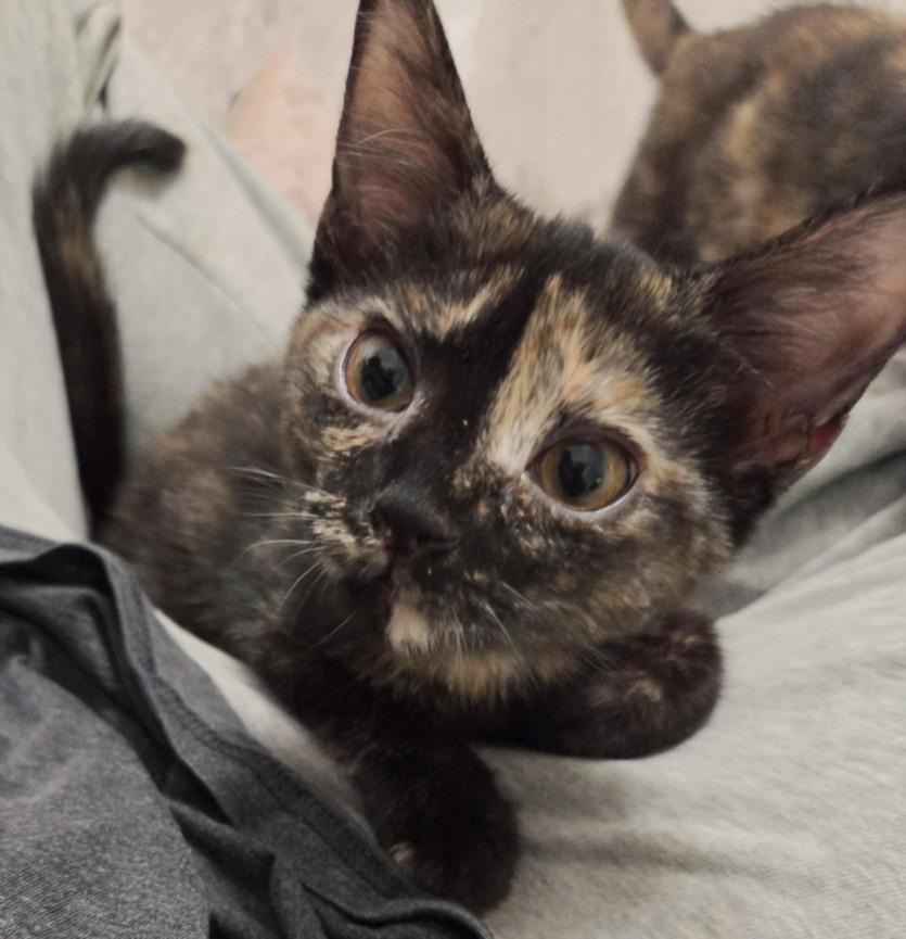 DIZZY, Adoptable, Kitten Female Domestic Short Hair.