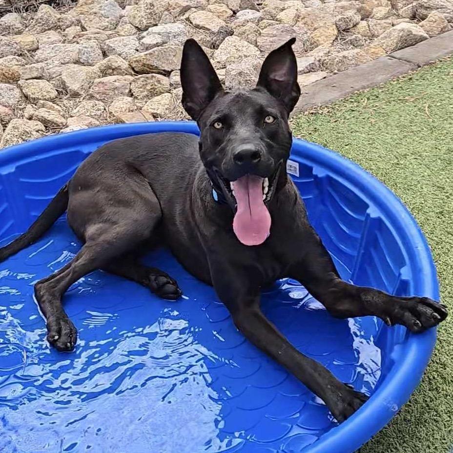 Rollins aka Happy, Adoptable, Adult Male Mixed Breed.