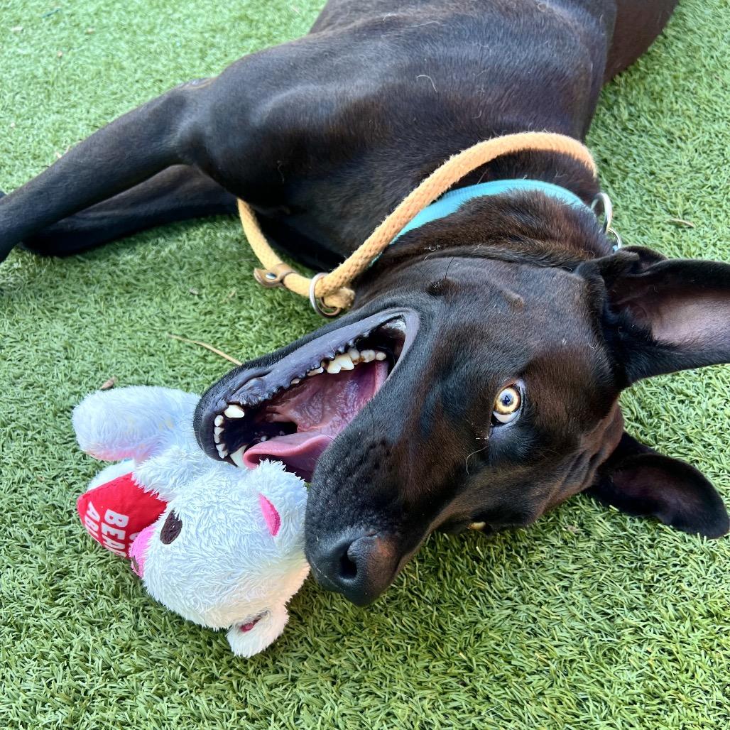 Enlarge Rollins aka Happy, a Adoptable Mixed Breed in Apache Junction, AZ image 2/6