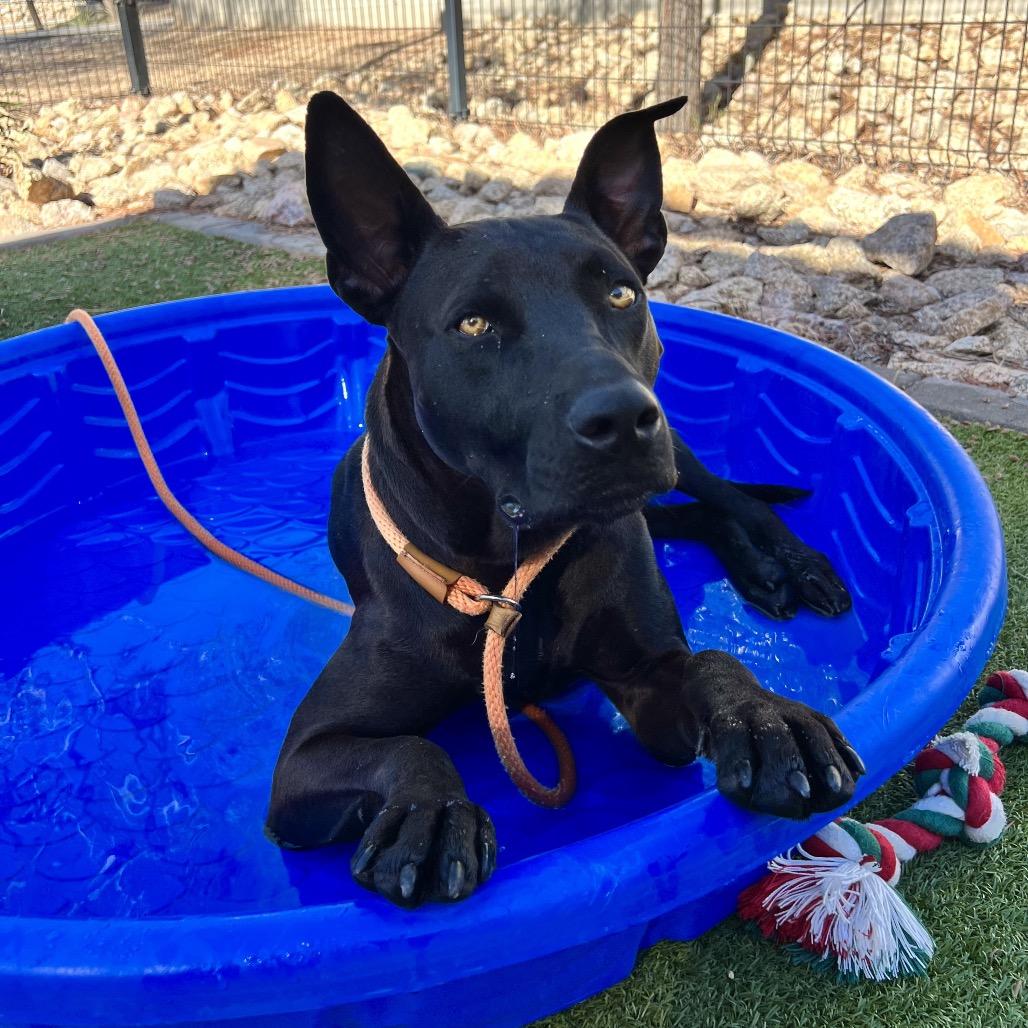 Enlarge Rollins aka Happy, a Adoptable Mixed Breed in Apache Junction, AZ image 3/6