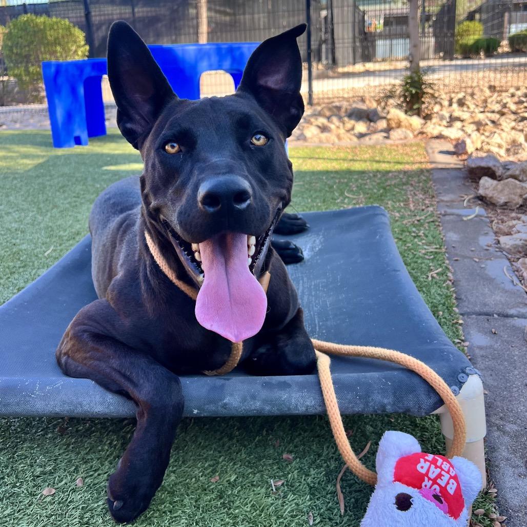 Enlarge Rollins aka Happy, a Adoptable Mixed Breed in Apache Junction, AZ image 5/6