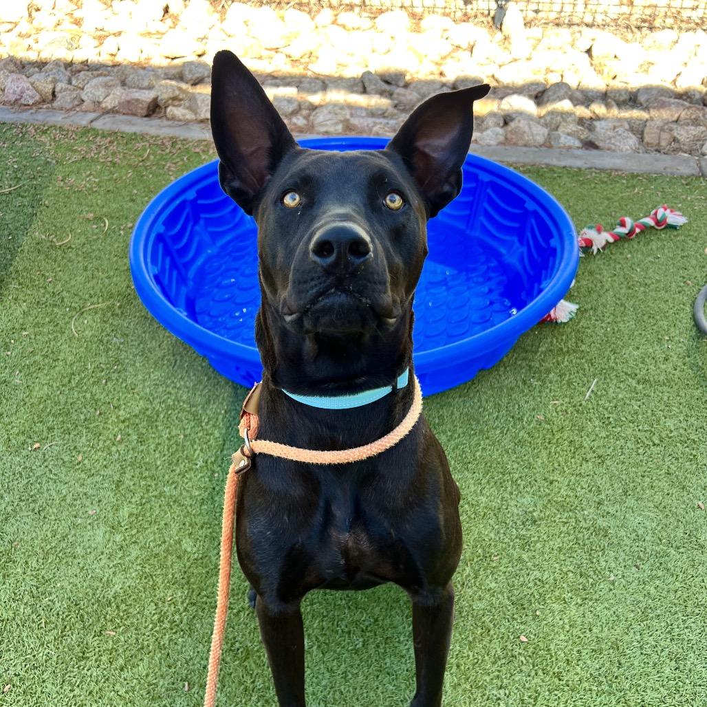 Enlarge Rollins aka Happy, a Adoptable Mixed Breed in Apache Junction, AZ image 6/6