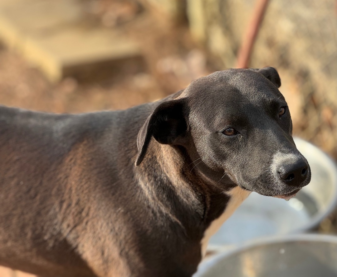 Becky Jo, an adoptable Black Labrador Retriever in North Kingstown , RI, 02852 | Photo Image 2