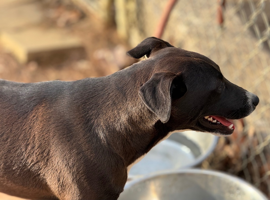 Becky Jo, an adoptable Black Labrador Retriever in North Kingstown , RI, 02852 | Photo Image 4