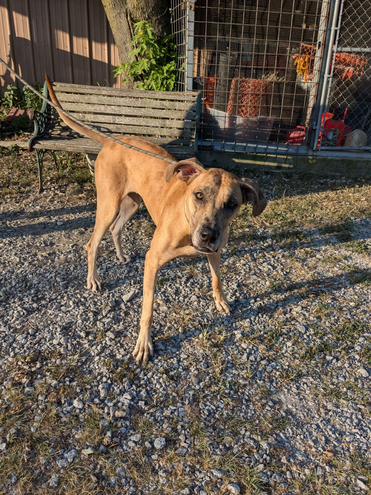 Bella Vista Animal Shelter Photosnull