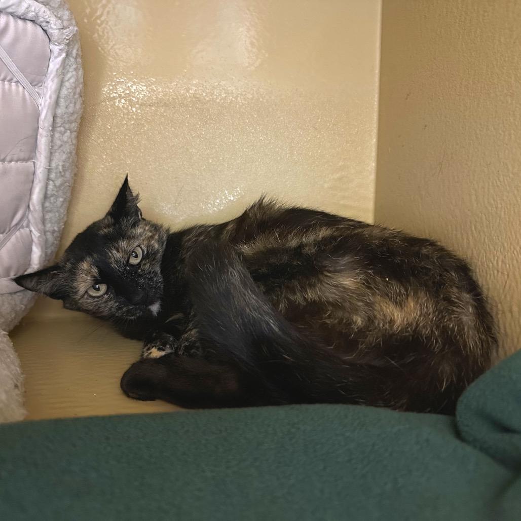 Pearl, Adoptable, Adult Female Domestic Short Hair.