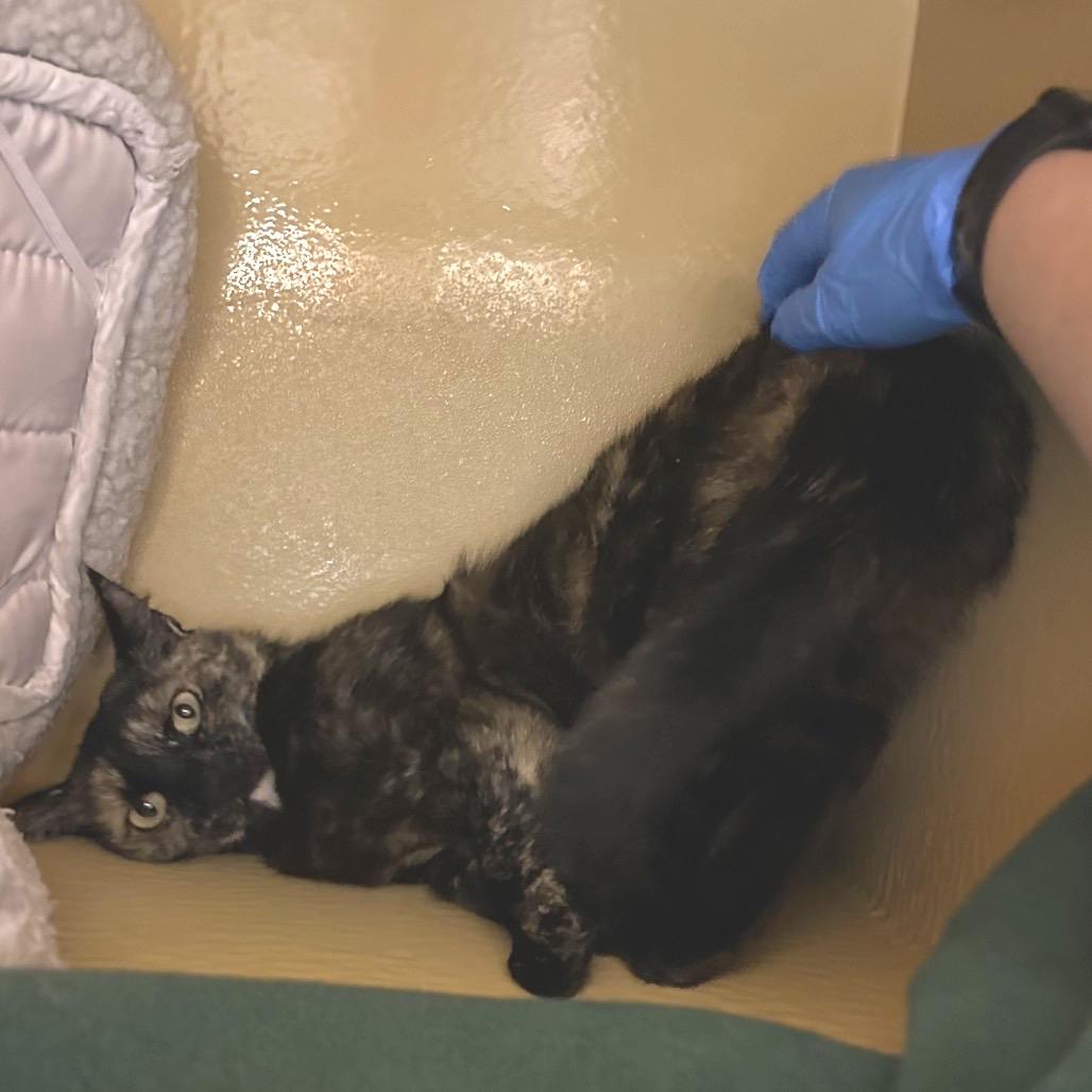 Pearl, a Adoptable Domestic Short Hair in Spokane, WA image 2/5
