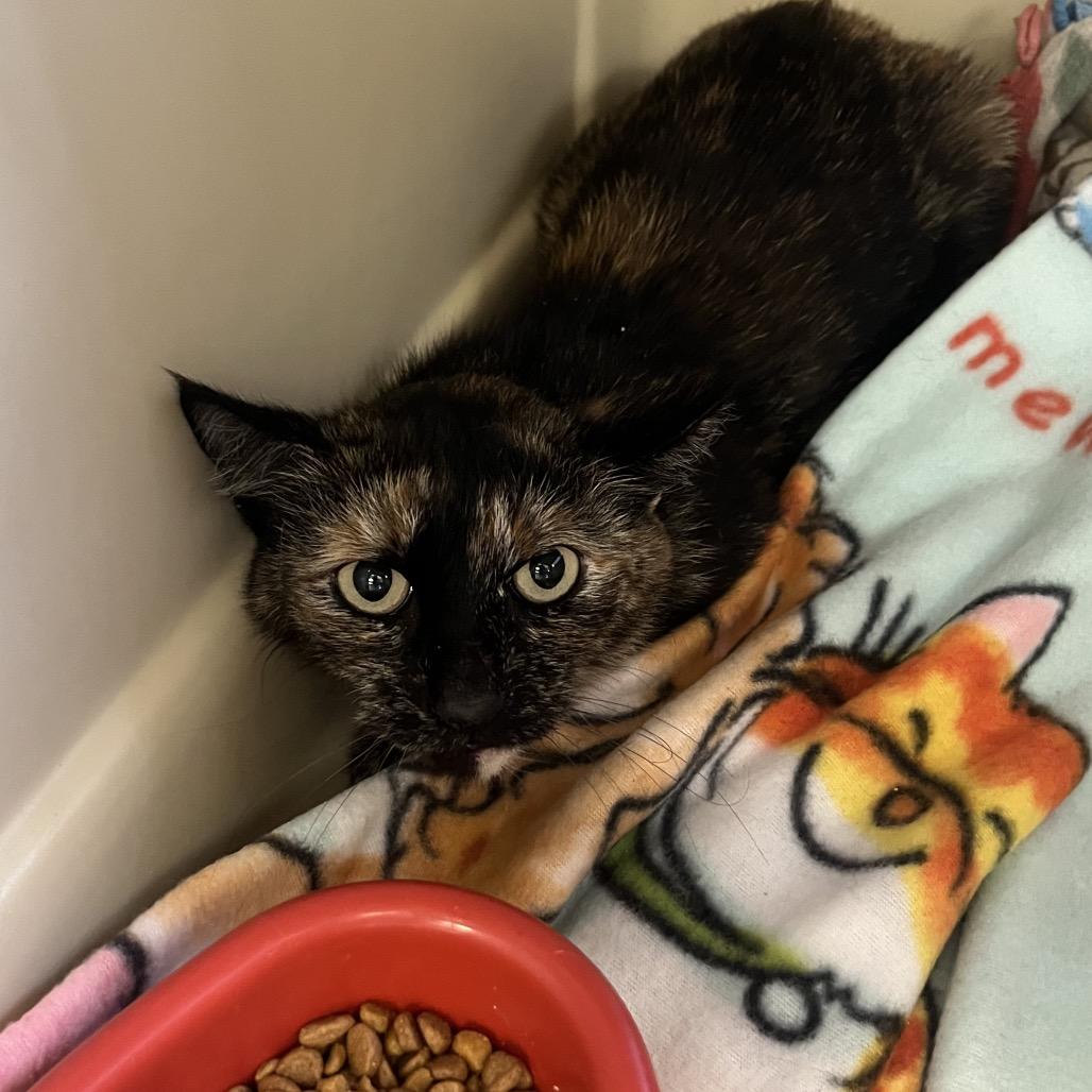 Pearl, a Adoptable Domestic Short Hair in Spokane, WA image 3/5
