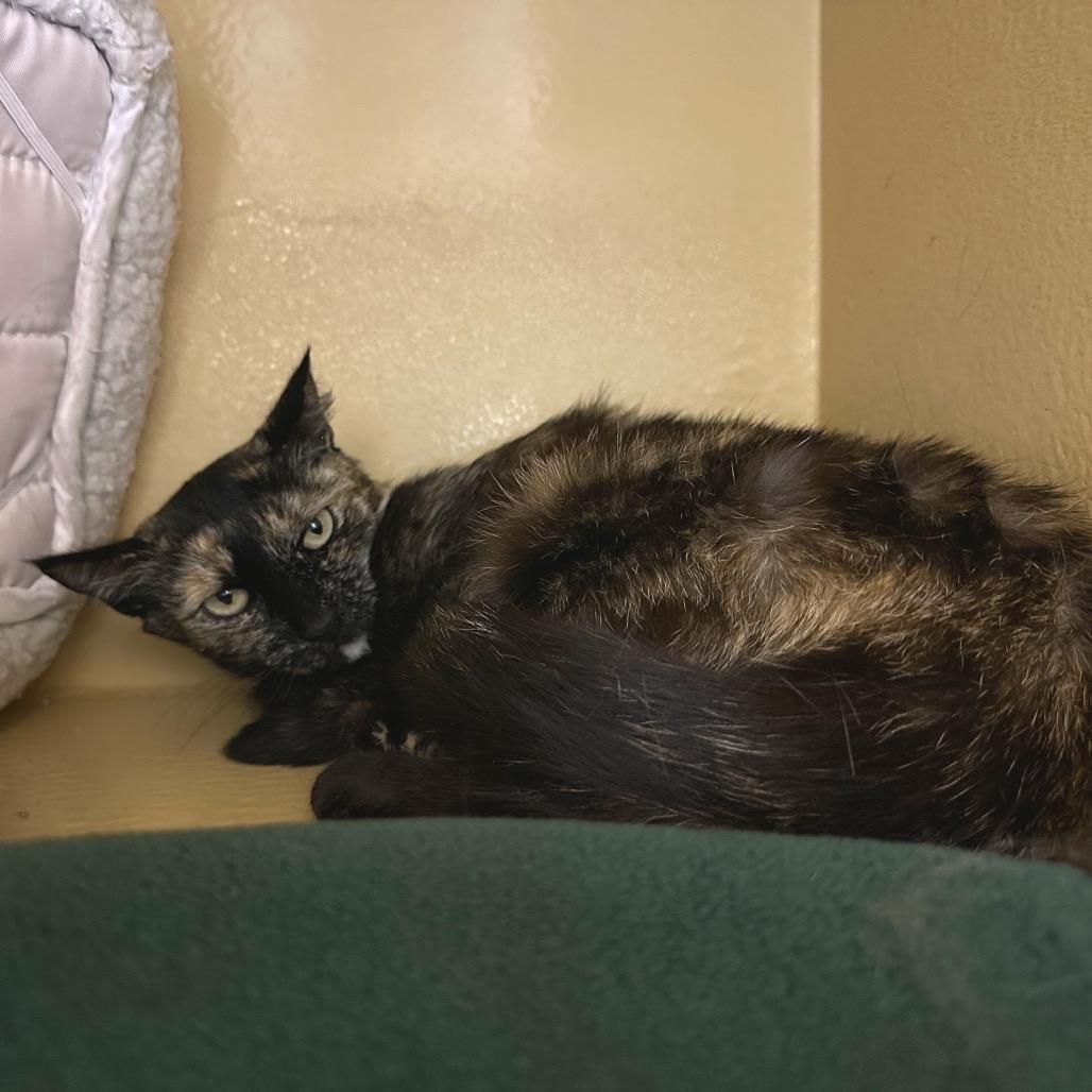 Pearl, a Adoptable Domestic Short Hair in Spokane, WA image 4/5
