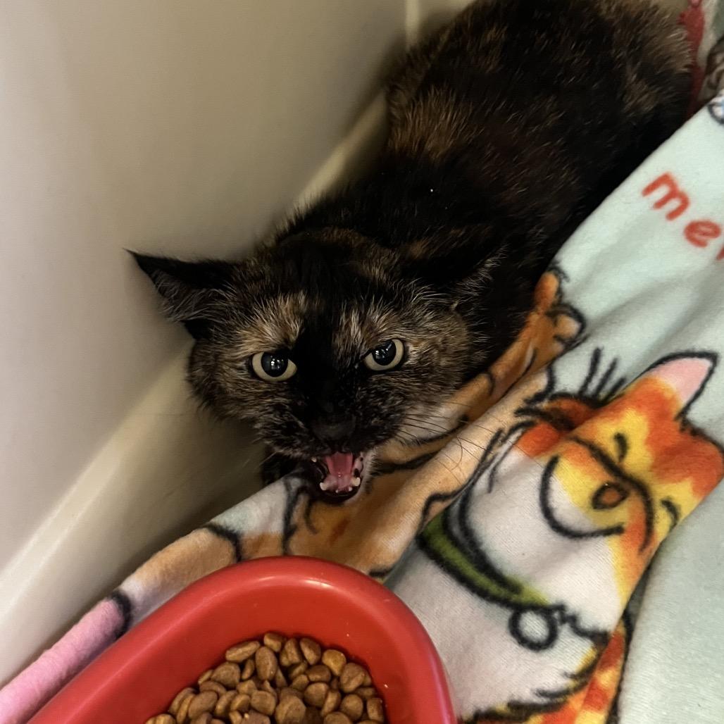 Pearl, a Adoptable Domestic Short Hair in Spokane, WA image 5/5