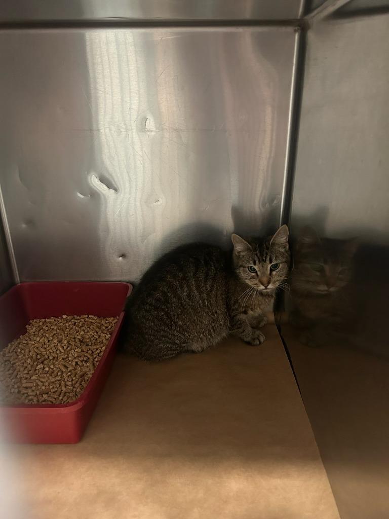 Apple, Adoptable, Young Male Domestic Short Hair.