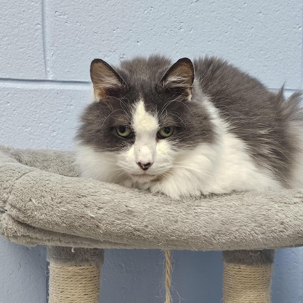 Squirrel, a Adoptable Domestic Long Hair in Camden, DE image 1/2