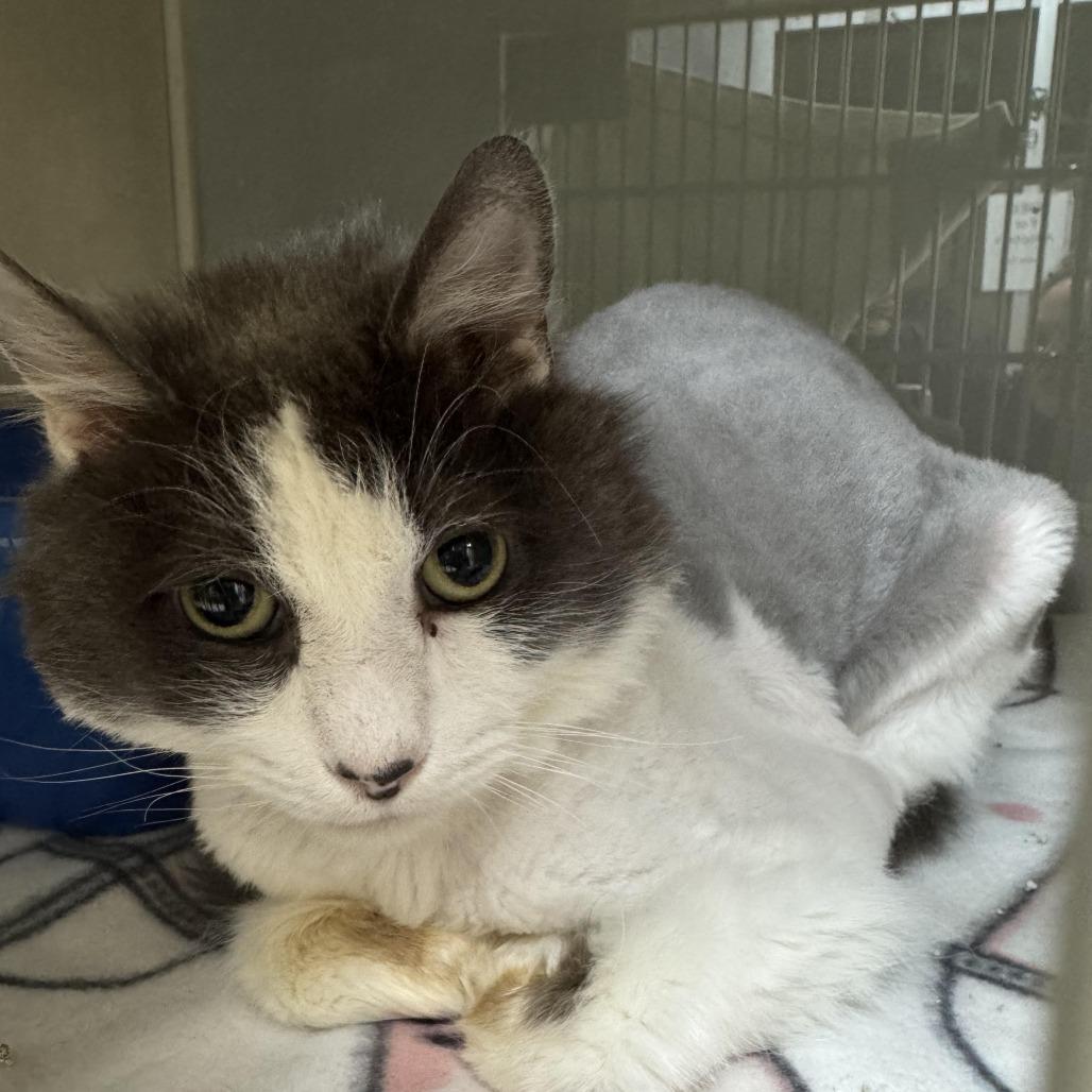 Squirrel, a Adoptable Domestic Long Hair in Camden, DE image 2/2