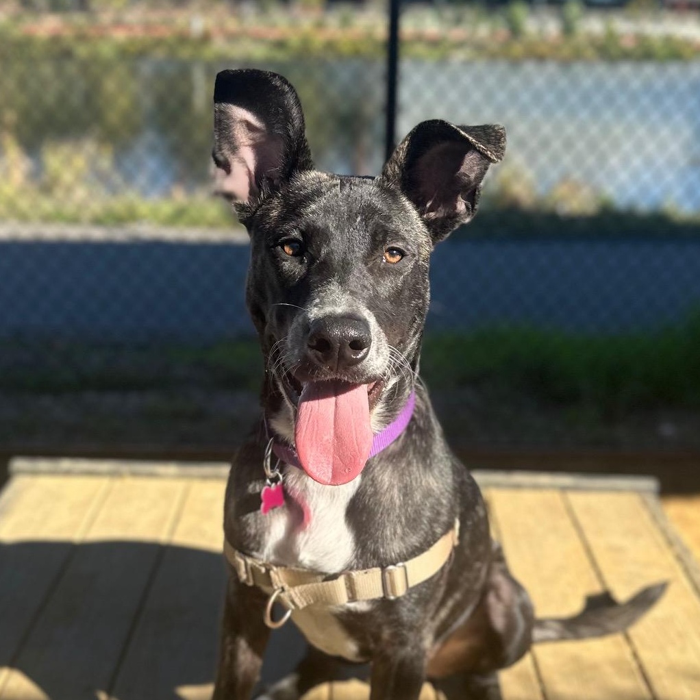 Cruz, Adoptable, Young Male Dutch Shepherd.