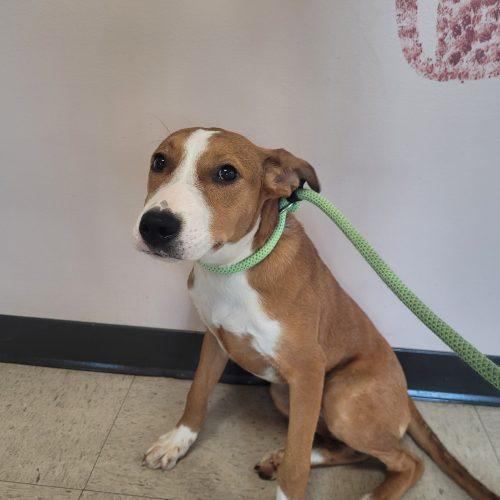 Ella 5871 D, Adoptable, Puppy Female Bull Terrier & Mixed Breed.