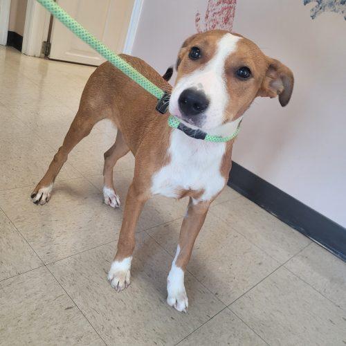 Enlarge Ella 5871 D, a Adoptable mixed breed in Frankfort, KY image 2/5