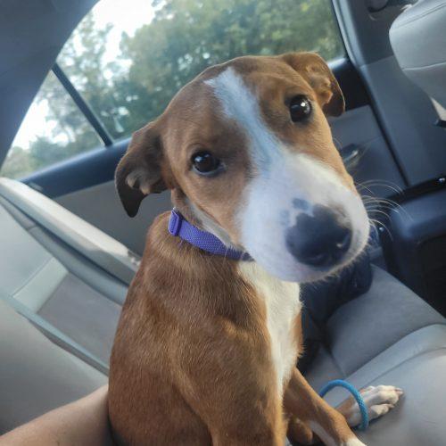 Enlarge Ella 5871 D, a Adoptable mixed breed in Frankfort, KY image 3/5
