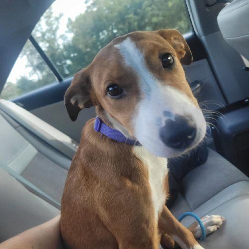 Enlarge Ella 5871 D, a Adoptable mixed breed in Frankfort, KY image 4/5