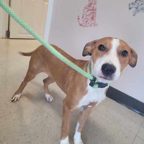 Enlarge Ella 5871 D, a Adoptable mixed breed in Frankfort, KY image 5/5