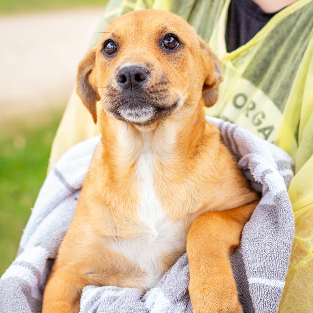 Buttercup, Adoptable, Puppy Female Cattle Dog & Labrador Retriever.