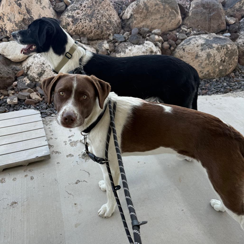 Enlarge Saint, a Adoptable Mixed Breed in Cedaredge, CO image 1/6