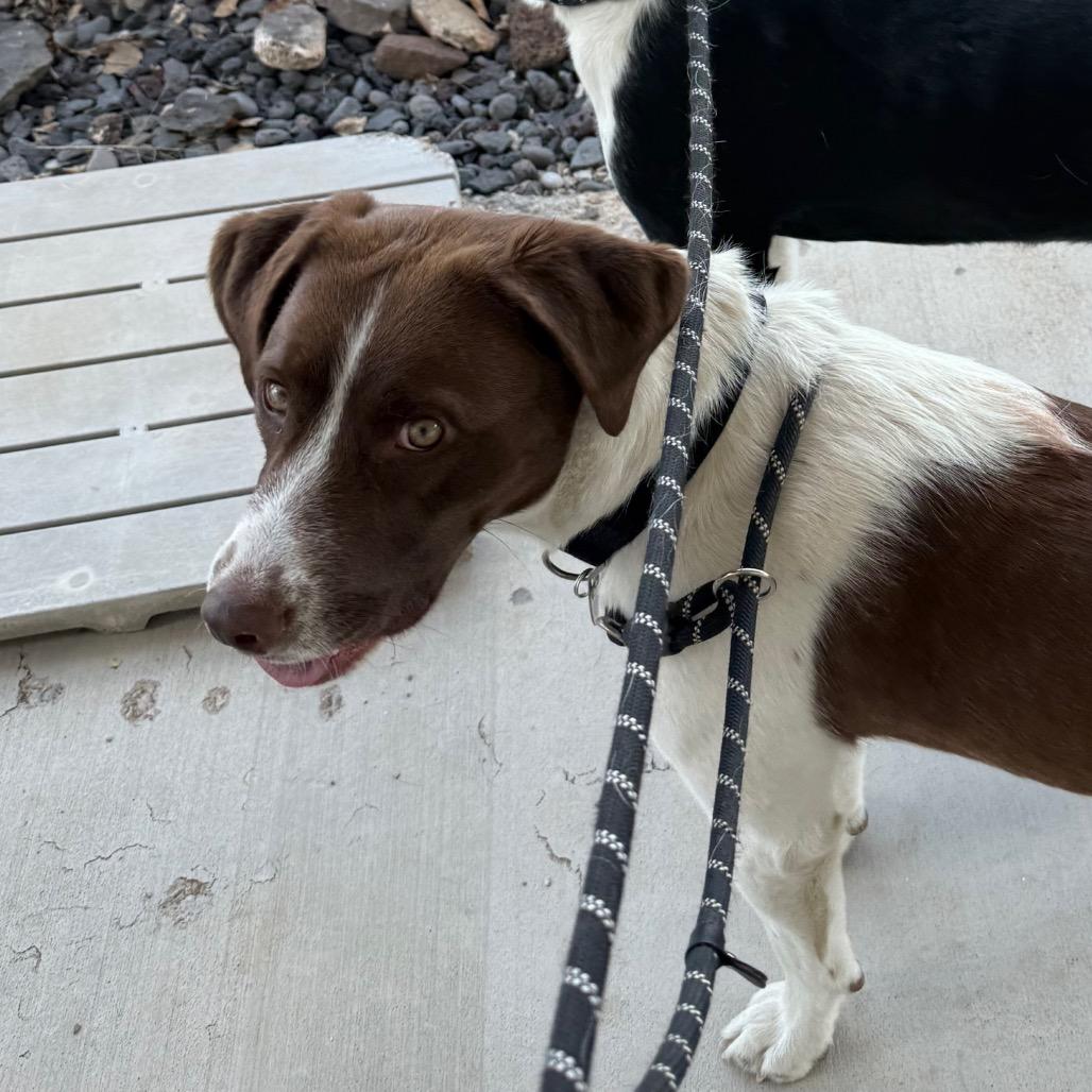 Enlarge Saint, a Adoptable Mixed Breed in Cedaredge, CO image 2/6