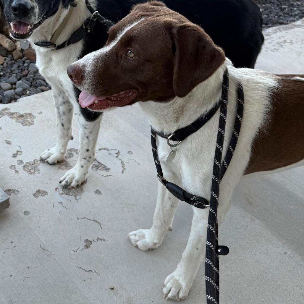 Enlarge Saint, a Adoptable Mixed Breed in Cedaredge, CO image 3/6