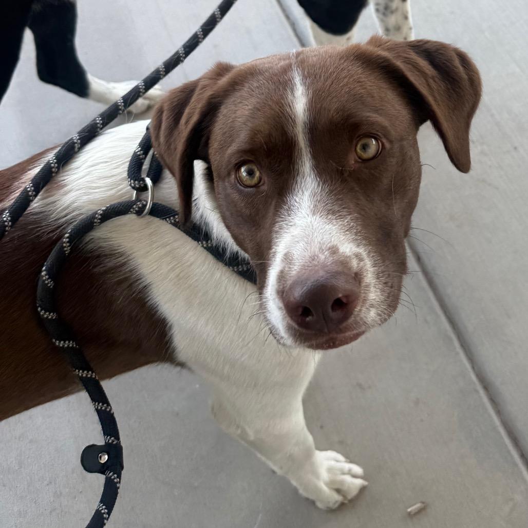 Enlarge Saint, a Adoptable Mixed Breed in Cedaredge, CO image 4/6