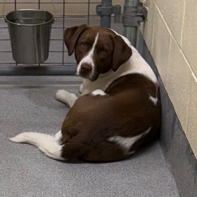 Enlarge Saint, a Adoptable Mixed Breed in Cedaredge, CO image 5/6