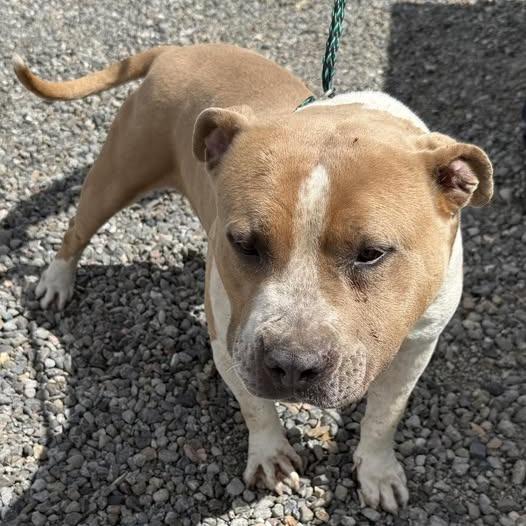 Enlarge 26-451, a Adoptable Pit Bull Terrier in Los Banos, CA image 1/2