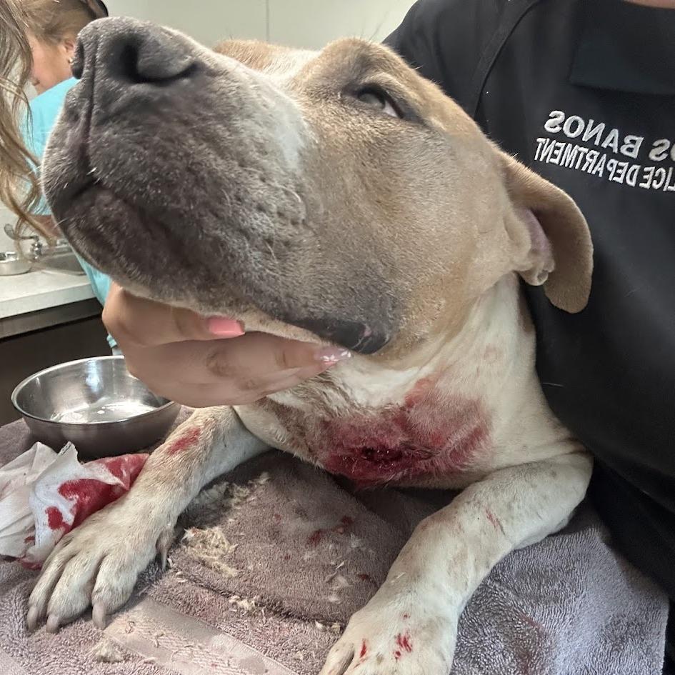 Enlarge 26-451, a Adoptable Pit Bull Terrier in Los Banos, CA image 2/2