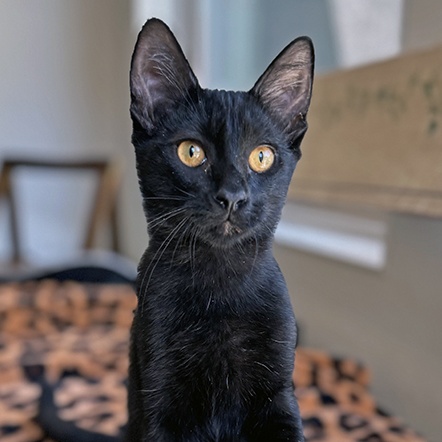 Enlarge Raven, a Adoptable Domestic Short Hair in Lodi, CA image 3/5