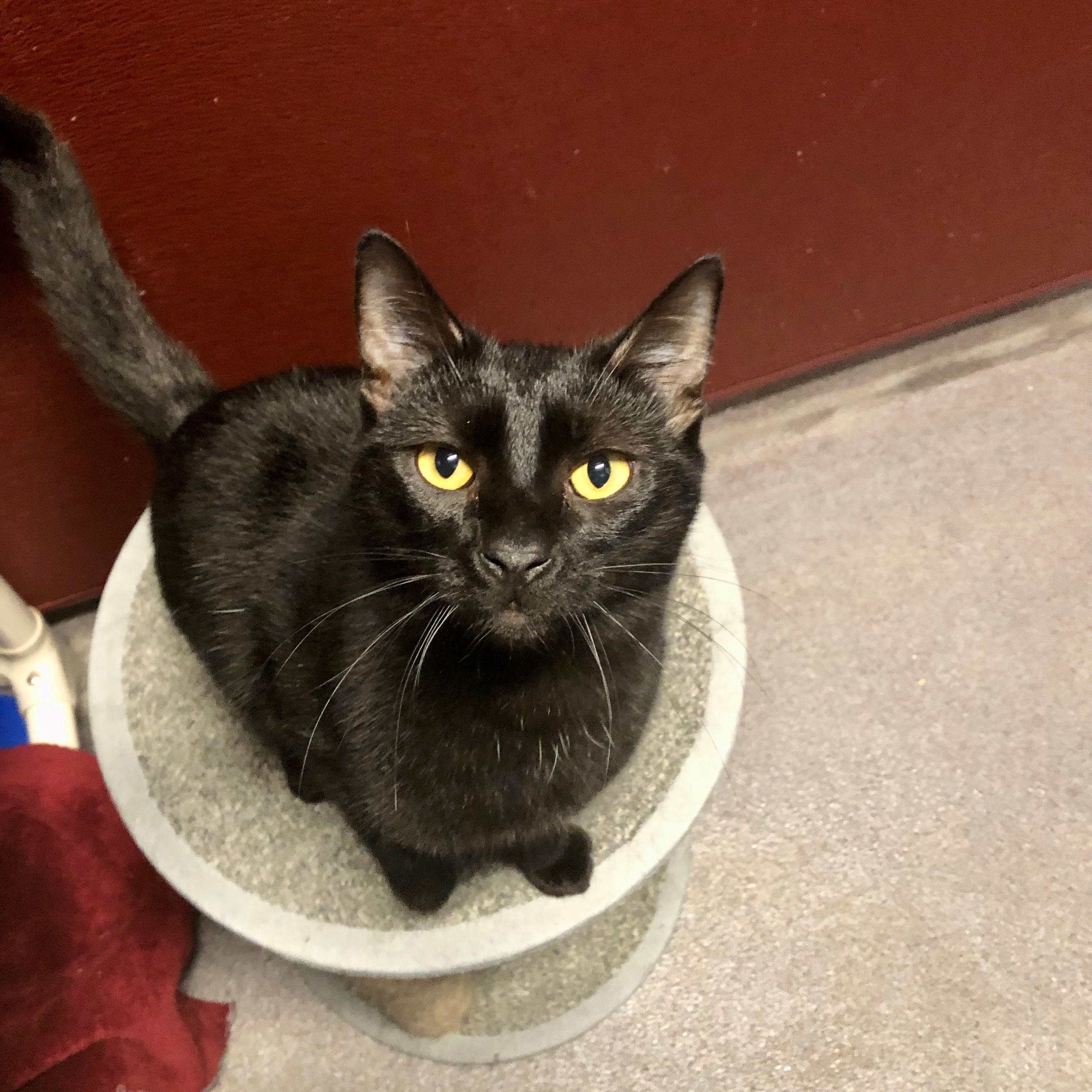 Enlarge Raven, a Adoptable Domestic Short Hair in Lodi, CA image 4/5